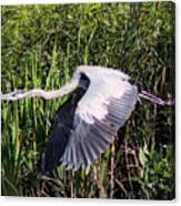 Heron In Flight Canvas Print