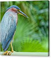 Heron On The Side Canvas Print