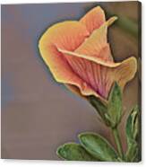 Hibiscus Bud Canvas Print