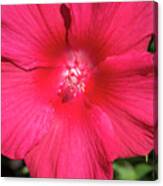 Hibiscus Lord Baltimore Canvas Print