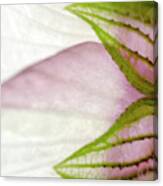 Hibiscus Trionum Wild Flower Square Canvas Print