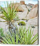 Hidden Valley Yucca Canvas Print
