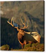 High Country Bull Elk Canvas Print
