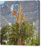 High Elevation Perseverance - Great Basin National Park Canvas Print