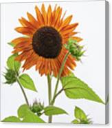 High Key Sunflower Canvas Print