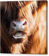 Highland Cow Face Close Up With Open Mouth Canvas Print