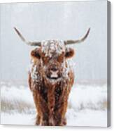 Highlander Cow In The Snow Canvas Print
