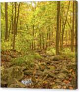 Hiking Through The Enchanted Forest Canvas Print