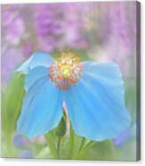 Himalayan Blue Poppy - In The Garden Canvas Print