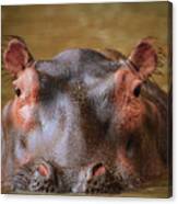 Hippo Eyes Canvas Print