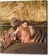 Hippo Mother And Calf Canvas Print