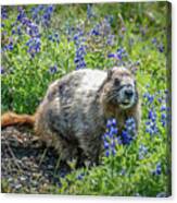 Hoary Marmot In Subalpine Lupine #3 Canvas Print