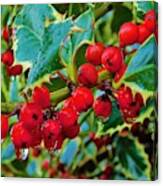 - Holly Berries Canvas Print