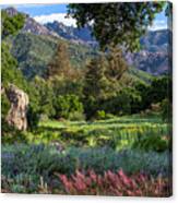 Entry Wildflower Meadow At Santa Barbara Botanic Garden Canvas Print