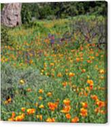 California Poppies, Meadow At Santa Barbara Botanic Garden Canvas Print