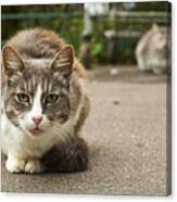 Homeless cats in the street Canvas Print