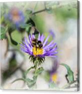 Honey Bee On Purple Aster Canvas Print