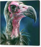 Hooded Vulture Scavenger Bird Portrait Canvas Print