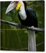 Hornbill Portrait 2 Canvas Print