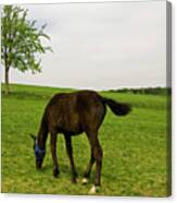 Horse And Tree Canvas Print