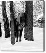 Horse Between Trees In Snowy Winter Landscape - Black And White Canvas Print