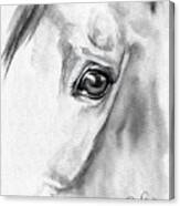 Horse Eye Study Canvas Print