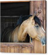 Horse In Stable Canvas Print