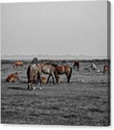 Horse Landscape Canvas Print