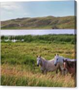 Horses At Beem Lake - Sandhills Journey Canvas Print
