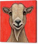 Howie The Nigerian Dwarf Goat Canvas Print