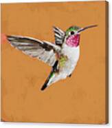 Hummingbird #33 Canvas Print