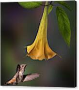 Hummingbird And Angel Trumpet Canvas Print