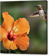 Hummingbird And Peach Hibiscus Canvas Print