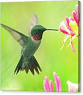 Hummingbird Beauty Canvas Print