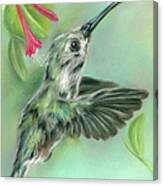 Hummingbird In Flight Near Honeysuckle Canvas Print