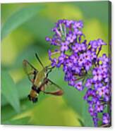 Hummingbird Moth And Buddleia Canvas Print