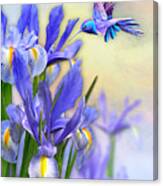 Hummingbird On Iris Canvas Print