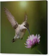 Hummingbird Sur Fleur Canvas Print