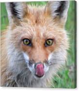 Hungry Fox Canvas Print