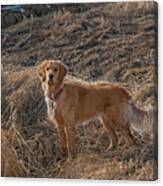 Hunting Dog In The Field Canvas Print