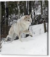 Hunting Wolf Canvas Print