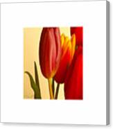 Hurry Spring - Pretty Please Canvas Print