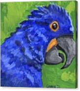Hyacinth Macaw Canvas Print