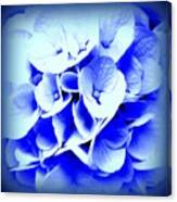 Hydrangea - Blue Canvas Print