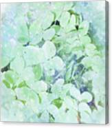 Hydrangea Mist Canvas Print