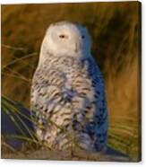 - I Still See You - Snowy Owl Canvas Print