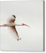 Ibis On A Cloudy Day Canvas Print