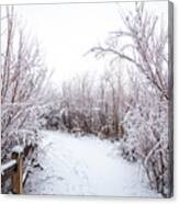 Icy Winter Path Canvas Print