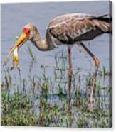 Immature Yellow-billed Stork In Zimbabwe Canvas Print