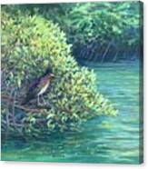 In The Mangroves Canvas Print